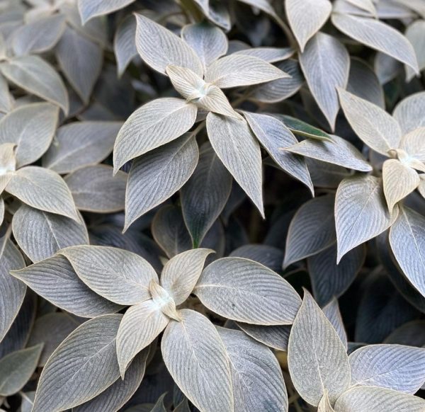 Persian Shield