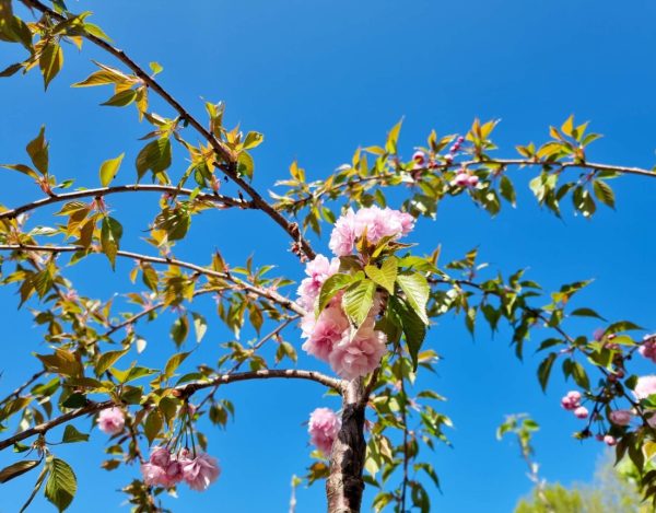 Pink Weeping Japanese Cherry