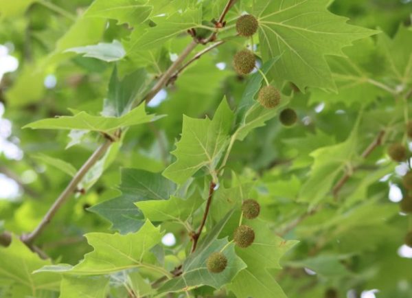 Plane Tree Platanus acerifolia