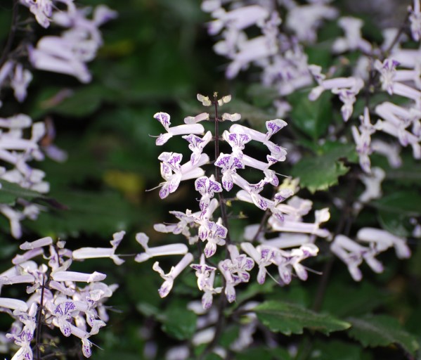 Plectranthus Mona White