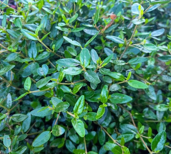 Rock Correa Topiary Ball