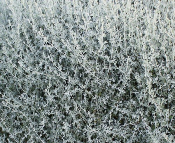 Aussie Hedge Bush Saltbush Rhagodia