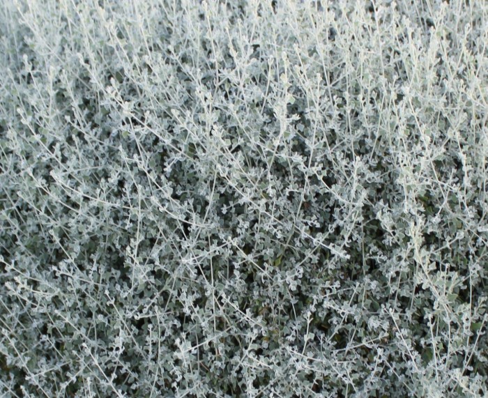 Saltbush-Aussie-Hedge-Bush-Rhagodia Aussie Hedge Bush Saltbush Rhagodia