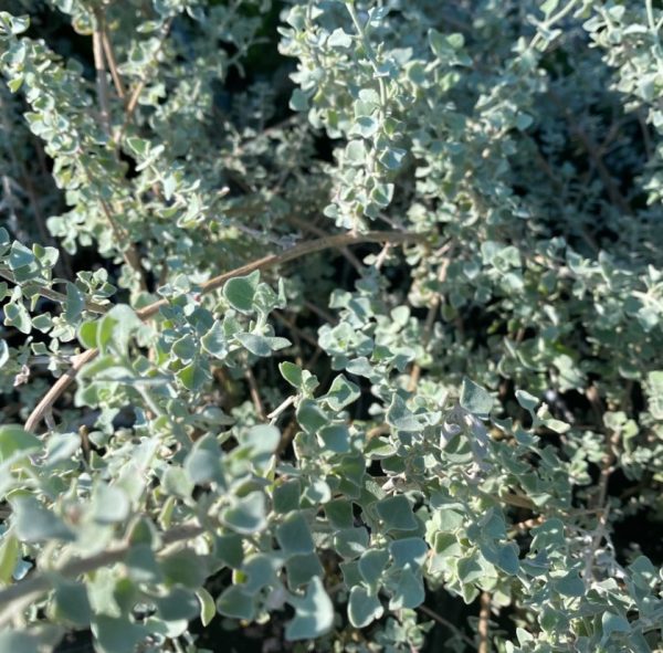 Saltbush Soft Touch Rhagodia