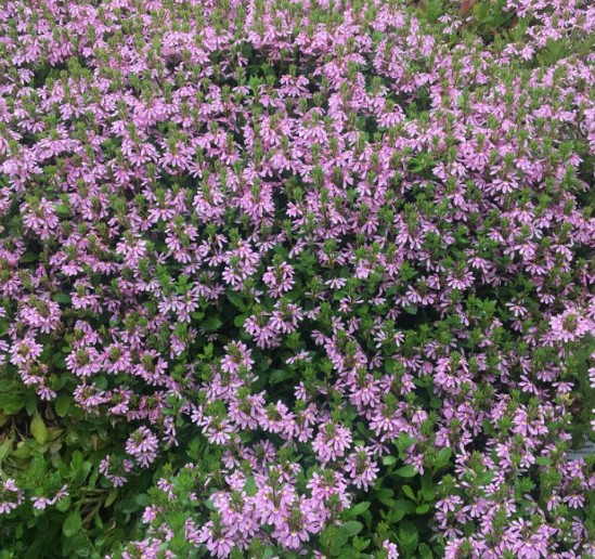 Scaevola Aussie Salute Pink