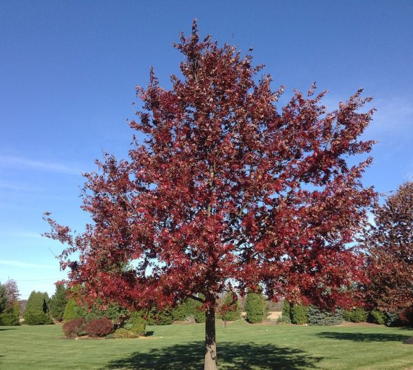Scarlet Oak Quercus coccinea