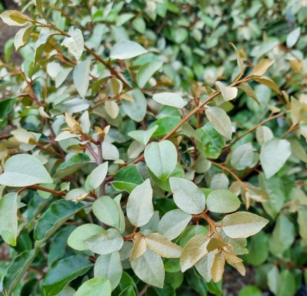 Silver Berry Topiary Ball