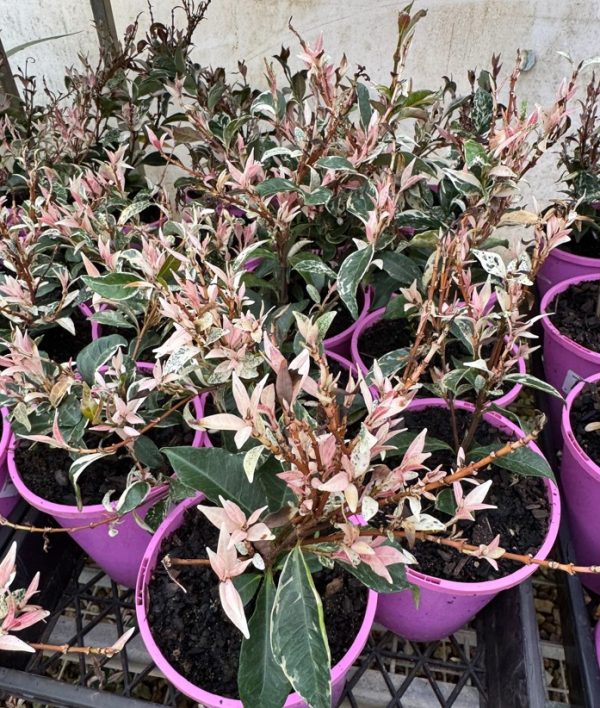Variegated Star Jasmine Climbing Tricolor