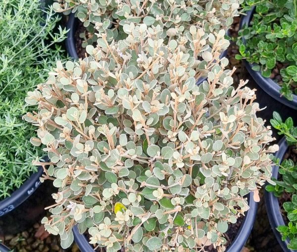 White Correa Topiary Ball