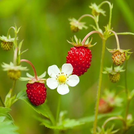 Wild Strawberry Fragaria vesca