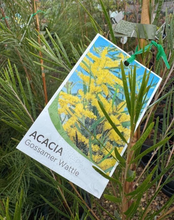 Gossamer Wattle Acacia floribunda