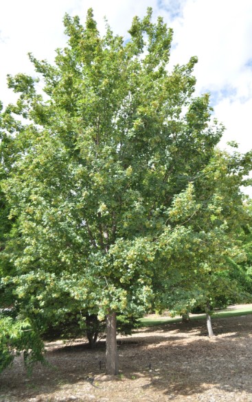 Field Maple Evelyn
