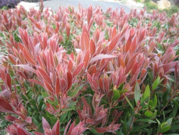 Bottlebrush Red Alert PBR