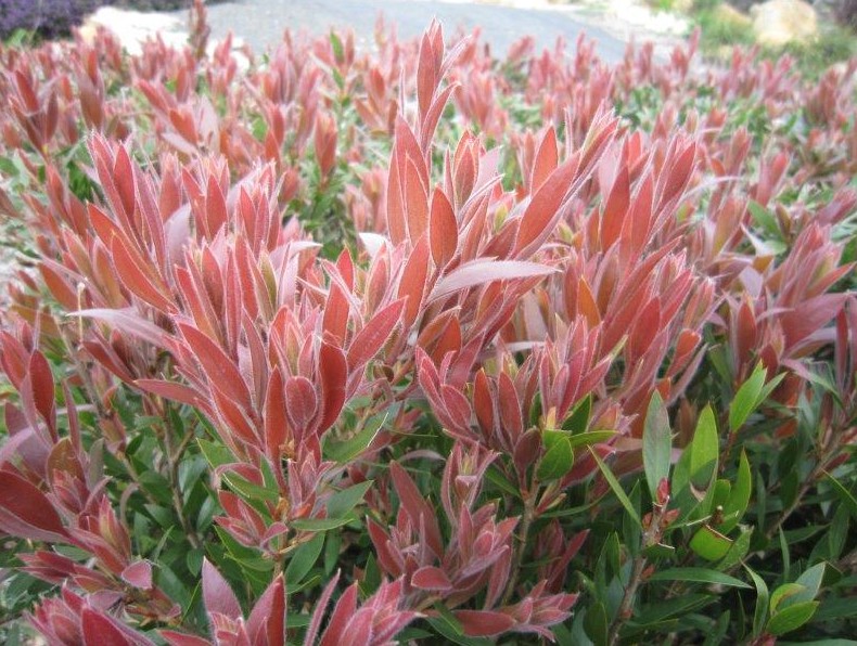 Bottlebrush-Red-Alert-Callistemon-viminalis Bottlebrush Red Alert PBR