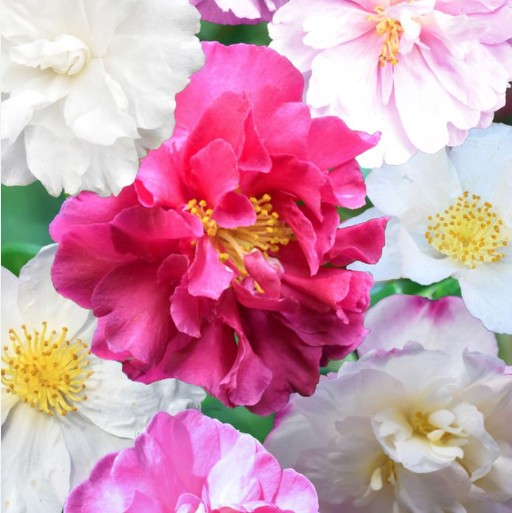 Camellia Assorted