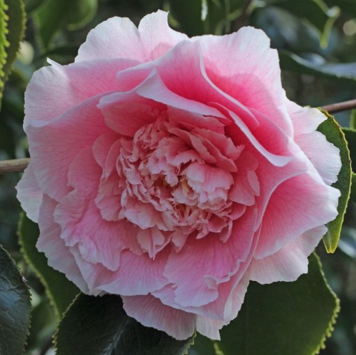 Camellia Elegans Supreme