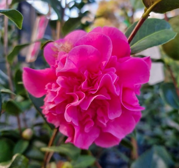 Camellia Black Tie