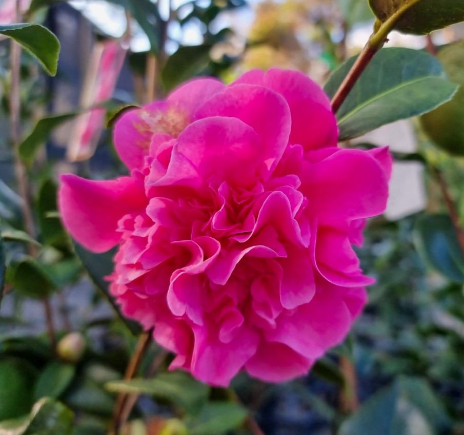 Camellia-japonica-Black-Tie Camellia Black Tie