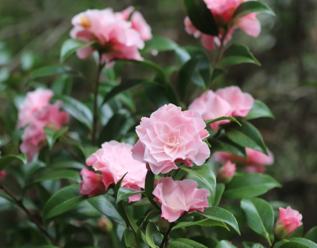 Camellia-japonica-Buttons-n-Bows Camellia Buttons N Bows