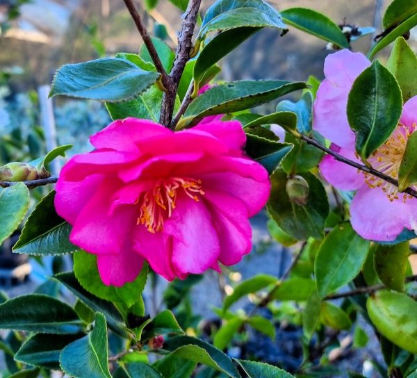 Camellia sasanqua Dazzler