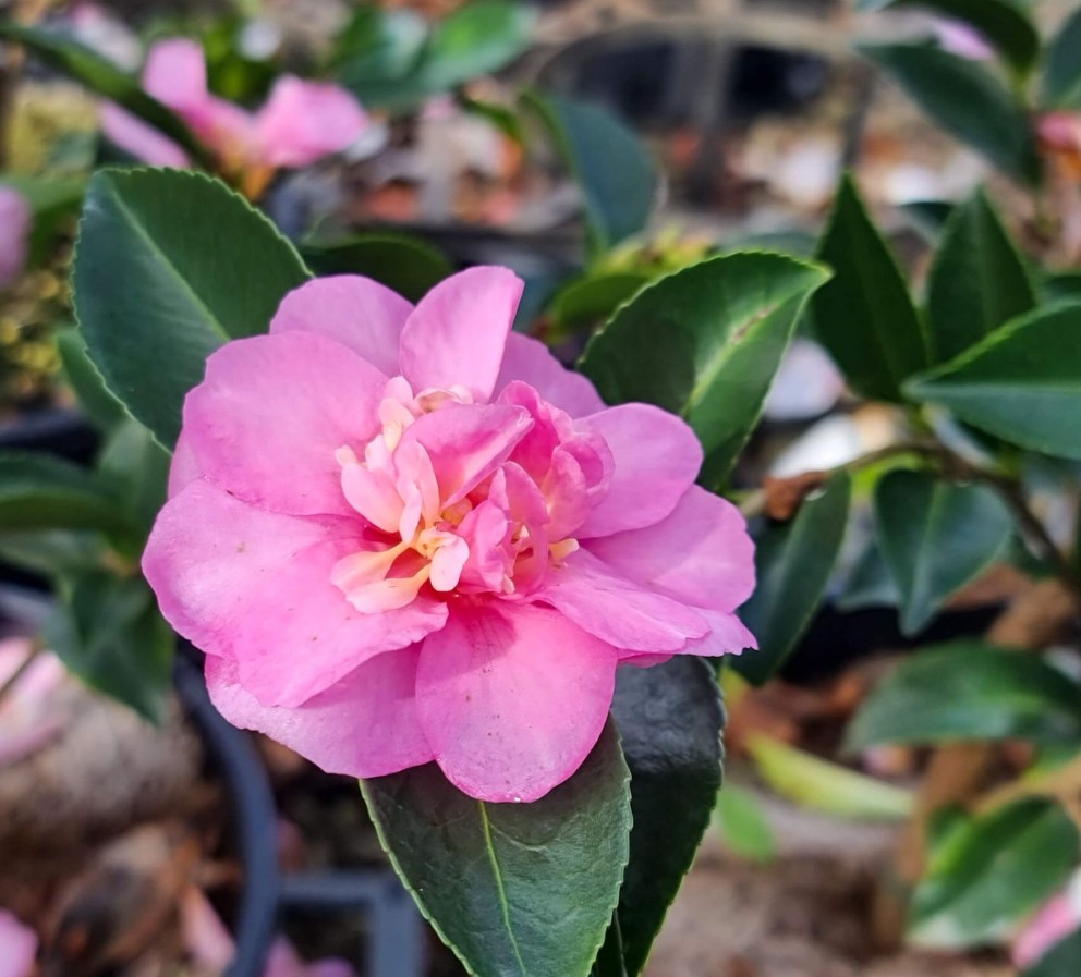 Camellia-sasanqua-Geoffrey-James Camellia sasanqua Geoffrey James