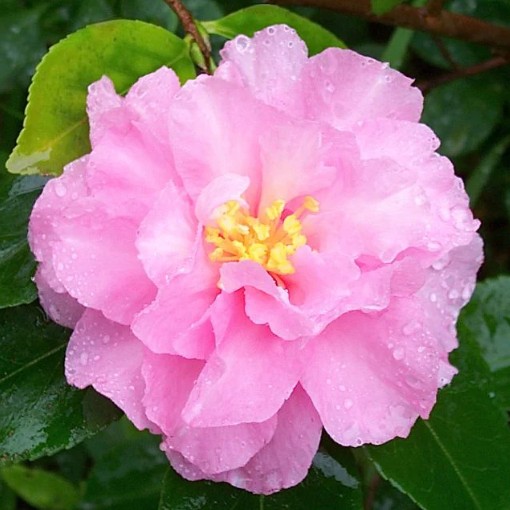 Camellia Paradise Diana