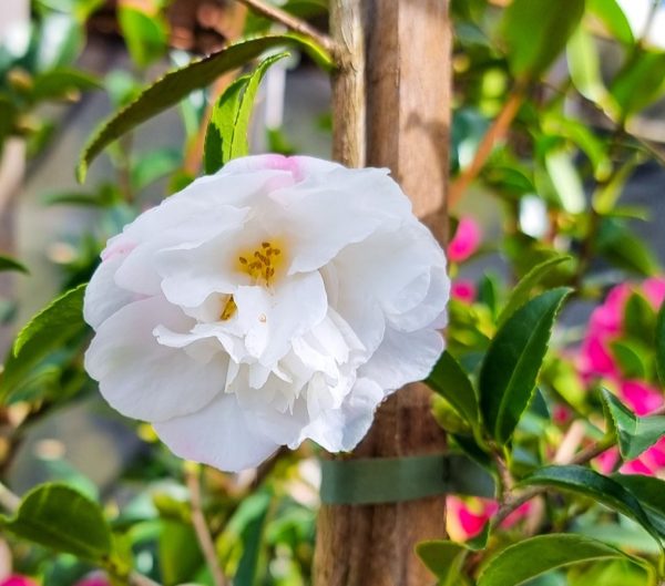 Camellia sasanqua Paradise Helen