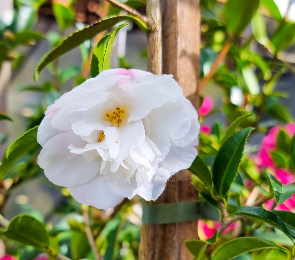 Camellia-sasanqua-Paradise-Helen Camellia sasanqua Paradise Helen