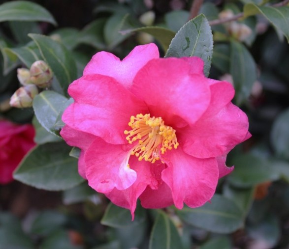 Camellia sasanqua Paradise Olivia