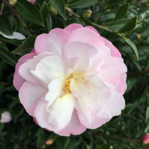 Camellia sasanqua Paradise Pearl
