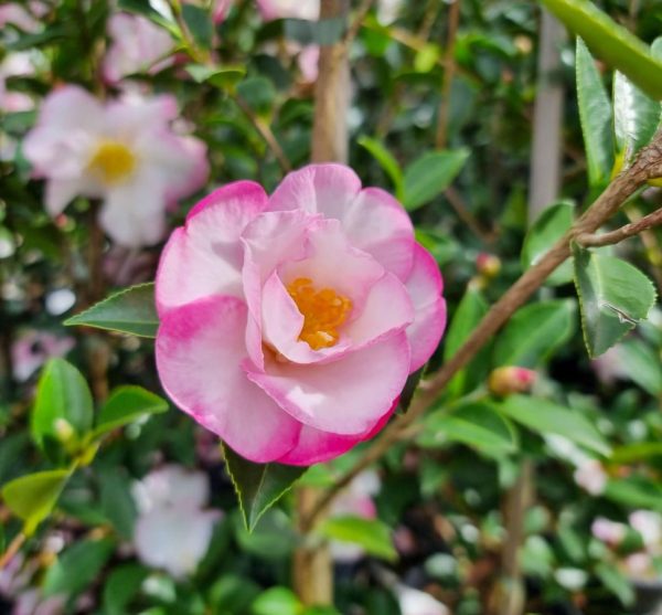 Camellia sasanqua Paradise Sarah