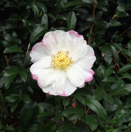 Camellia sasanqua Paradise Vanessa
