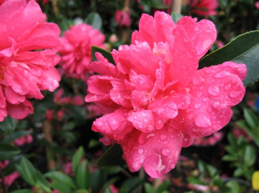 Camellia-sasanqua-Paradise-Caroline Camellia sasanqua Paradise Caroline