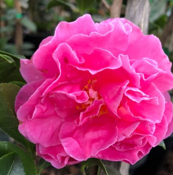Camellia sasanqua Slim N Trim
