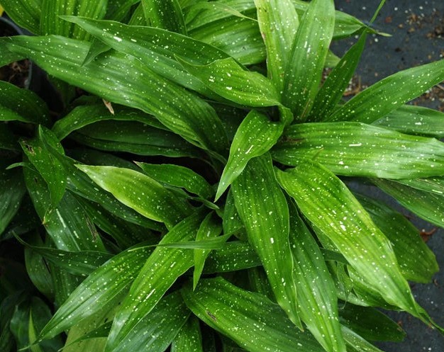 Cast-Iron-Plant-Shooting-Star Cast Iron Plant Shooting Star Aspidistra elatior