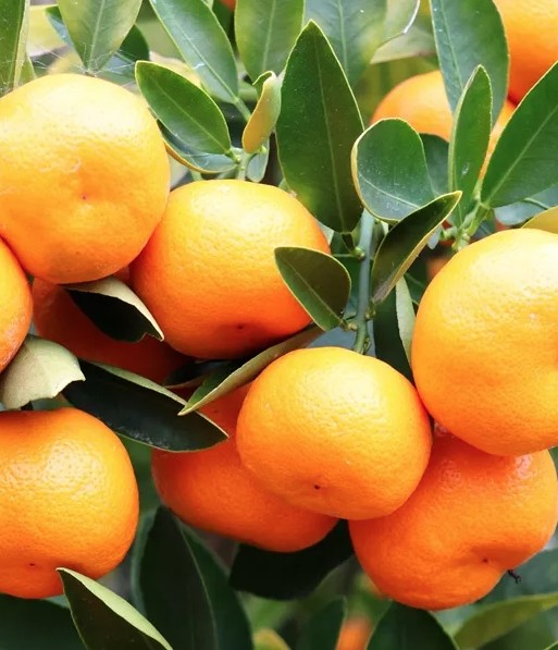 Cumquat Calamondin