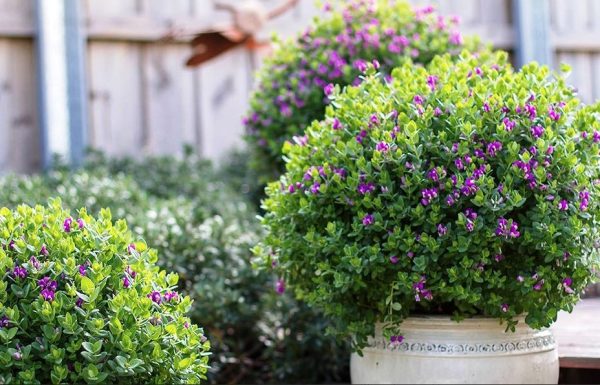 Dwarf Sweet Pea Shrub Little Bibi