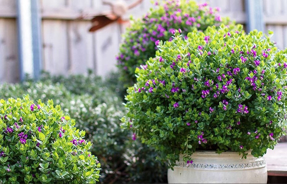 Dwarf-Sweet-Pea-Shrub-Little-Bibi Dwarf Sweet Pea Shrub Little Bibi