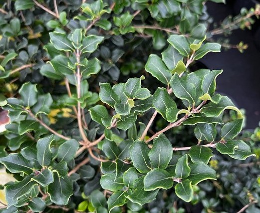False Holly Osmanthus