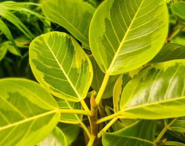 Rubber Tree Plant Lime Splice