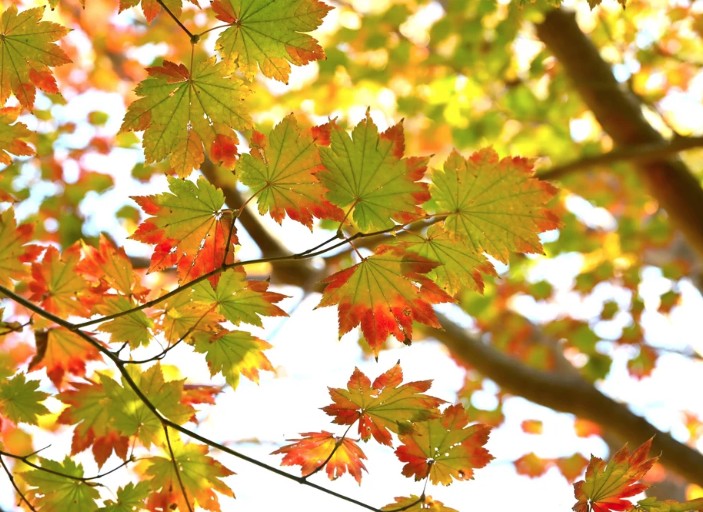 Full-Moon-Maple-Tree-foliage Full Moon Maple Tree Foliage