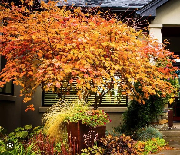 Full Moon Maple Tree