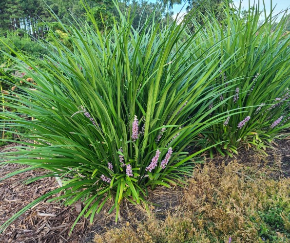 Giant Liriope gigantea