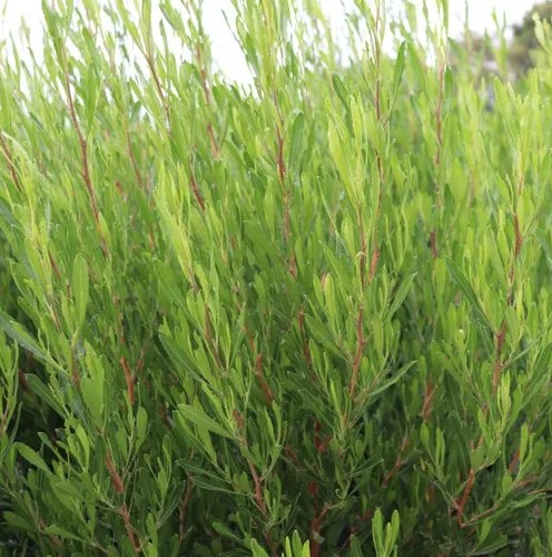 Green Hop Bush