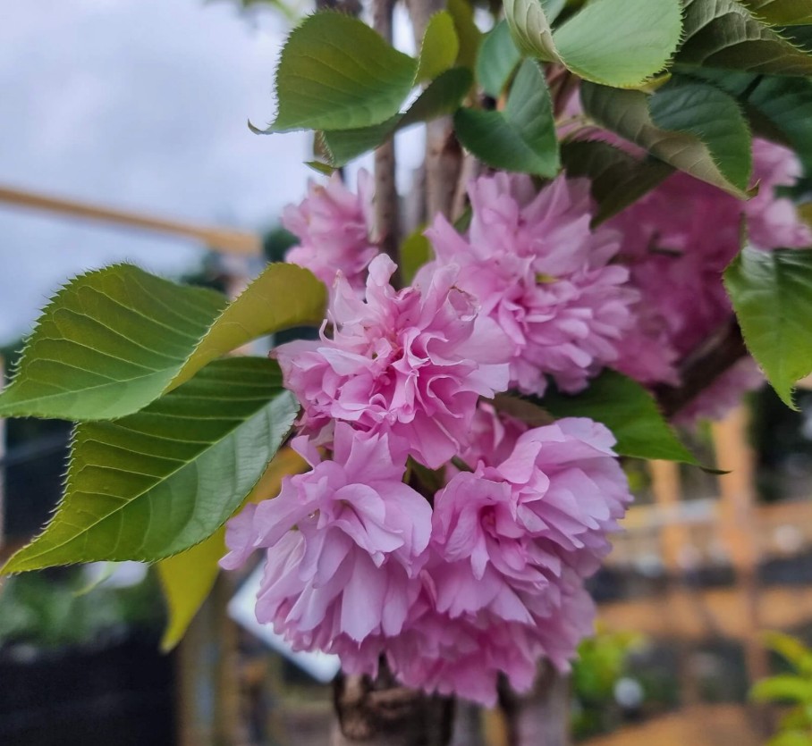 Japanese-Flowering-Cherry-Prunus-serrulata-Kanzan Japanese Flowering Cherry Prunus serrulata Kanzan