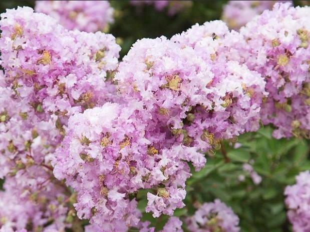 Lagerstroemia-indica-Lavender-Lace-Crepe-Myrtle Crepe Myrtle Lavender Lace