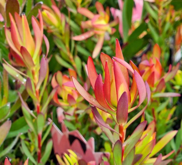 Leucadendron Amy