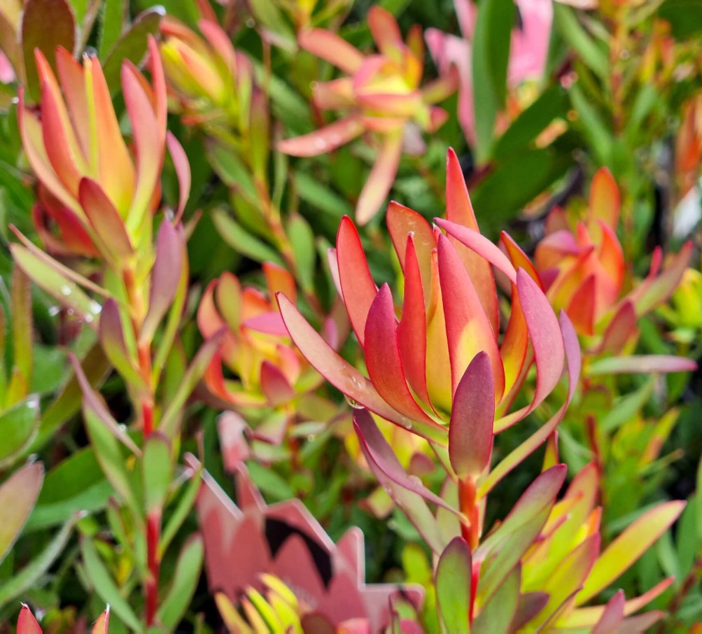 Leucadendron-Amy Leucadendron Amy