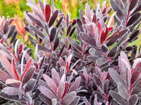 Leucadendron Burgundy Sunset