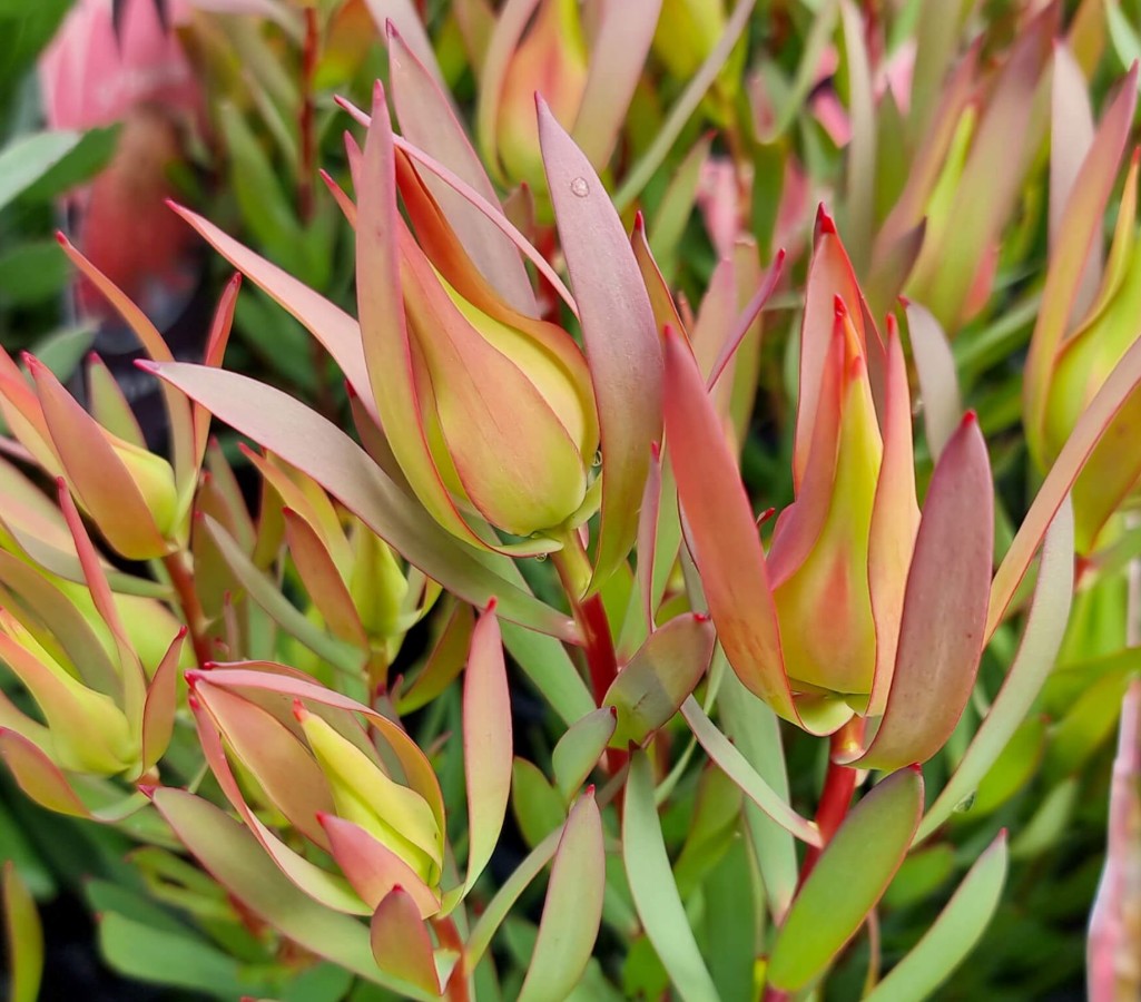 Leucadendron-Cream-Delight Leucadendron Cream Delight